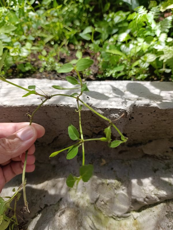 Identificação da planta Torenia por foto