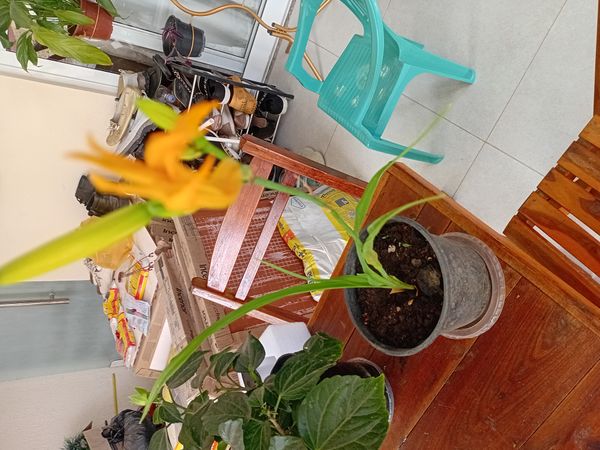 Identificação da planta Lírio-amarelo por foto