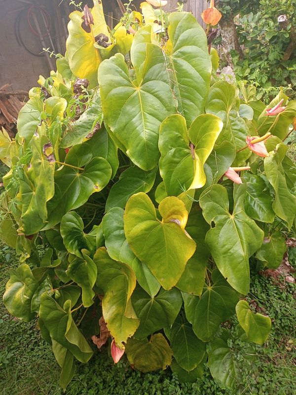 Identificação da planta Batman por foto