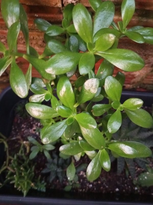 Identificação da planta Planta jade por foto