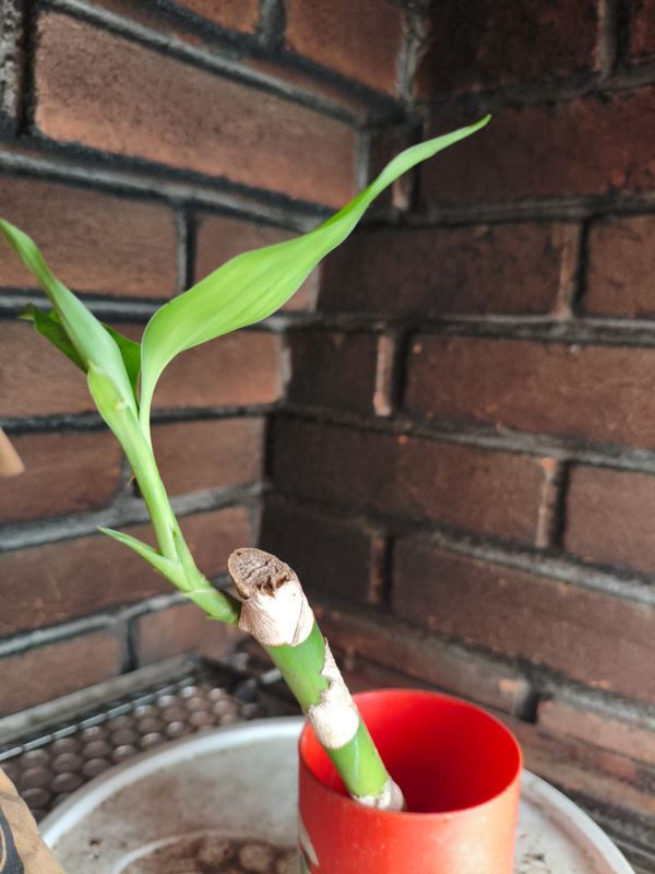 Identificação da planta Bambu da Sorte por foto