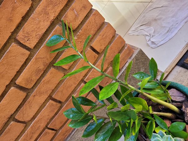 Identificação da planta Zamioculcas por foto