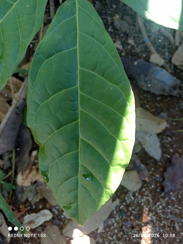 Identificação da planta Mogno por foto