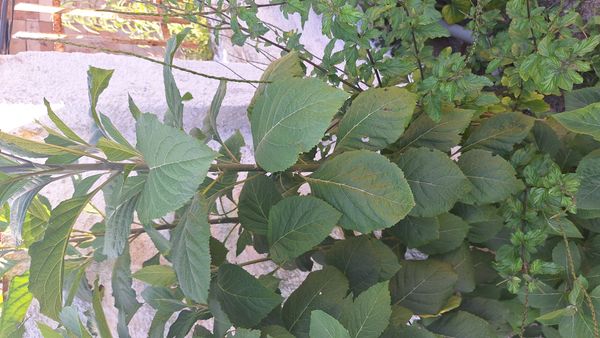 Identificação da planta BOLDO DO CHILE por foto