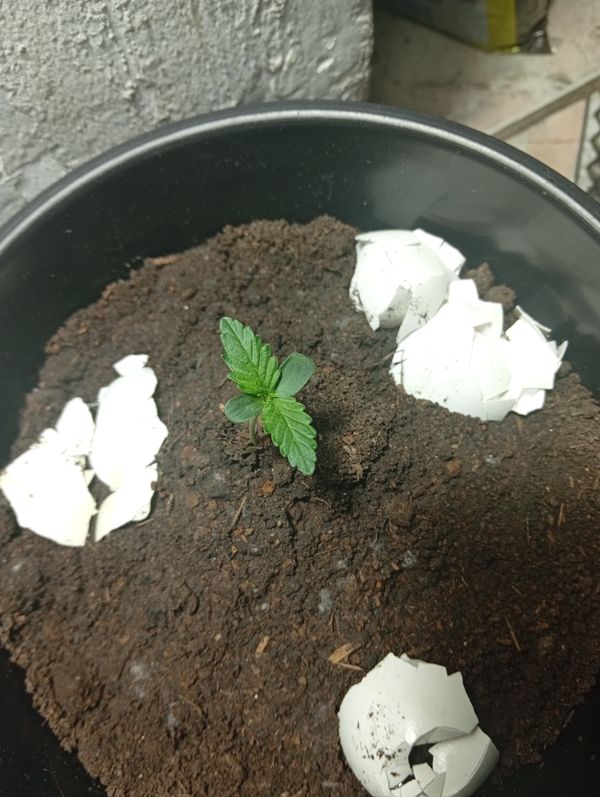 Identificação da planta Maconha por foto