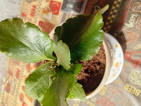 Identificação da planta Flor da fortuna por foto