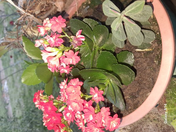 Identificação da planta Flor da fortuna por foto