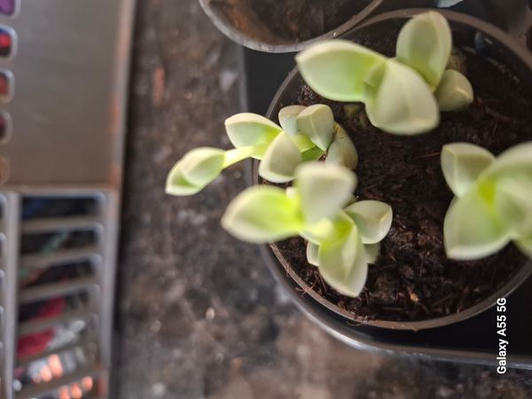 Identificação da planta Coração partido por foto