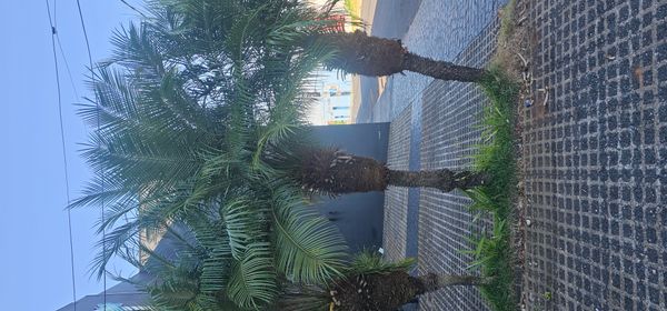 Identificação da planta Palmeira-dama por foto