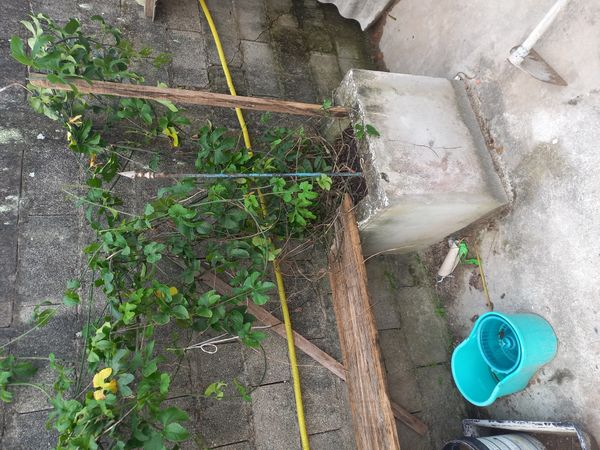 Identificação da planta Maracujá por foto