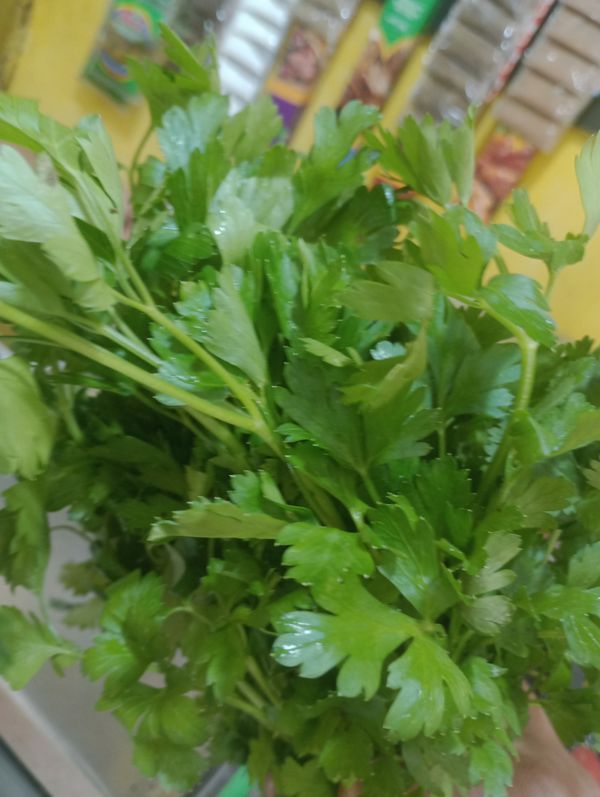 Identificação da planta Salsa por foto
