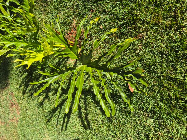 Identificação da planta Guaimbê por foto
