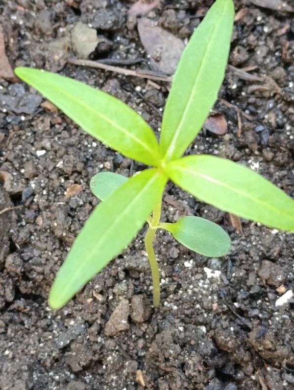 Identificação da planta Erva botão por foto