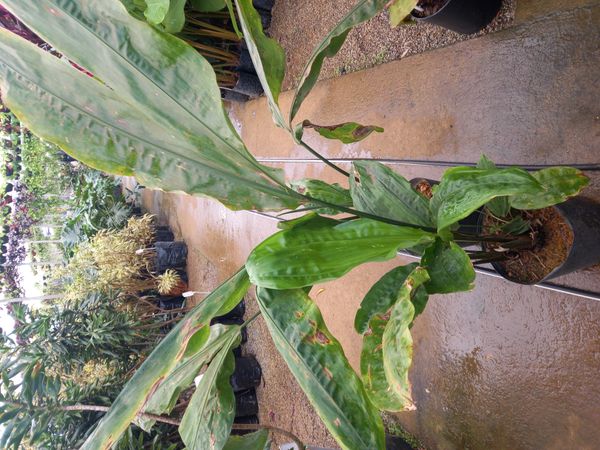 Identificação da planta Pacová por foto