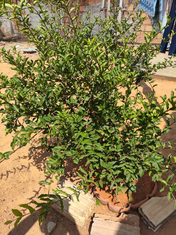 Identificação da planta Acerola por foto