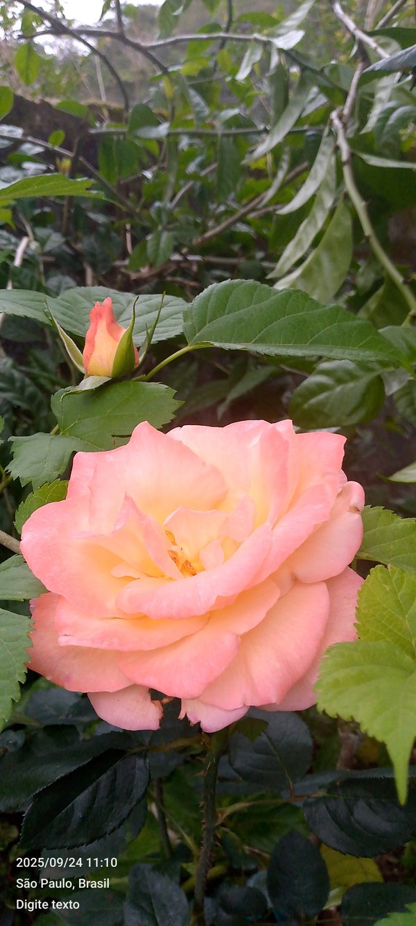 Identificação da planta Rosa-amarela por foto