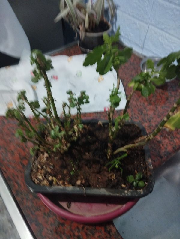 Identificação da planta Flor da fortuna por foto