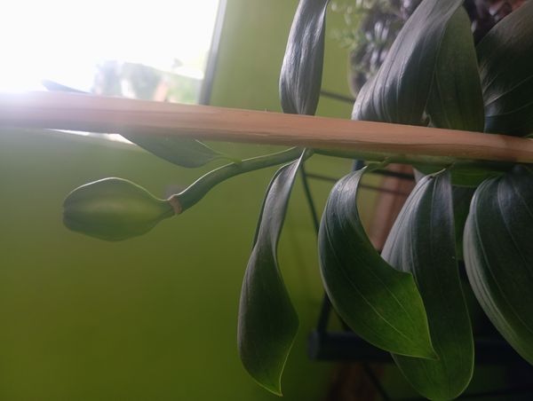 Identificação da planta Açucena-branca por foto
