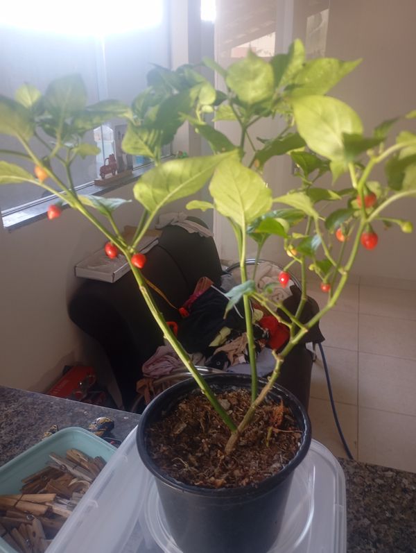 Identificação da planta Pimenta-de-cheiro por foto