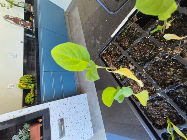 Identificação da planta Berinjela por foto