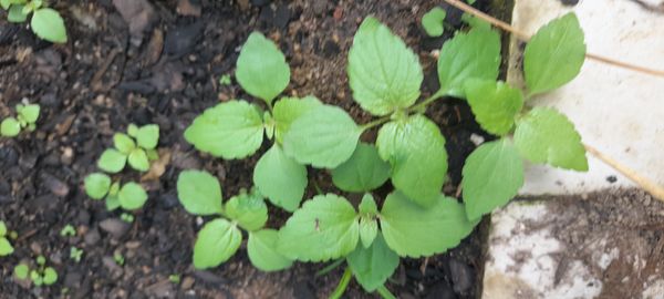 Identificação da planta Mentrasto por foto