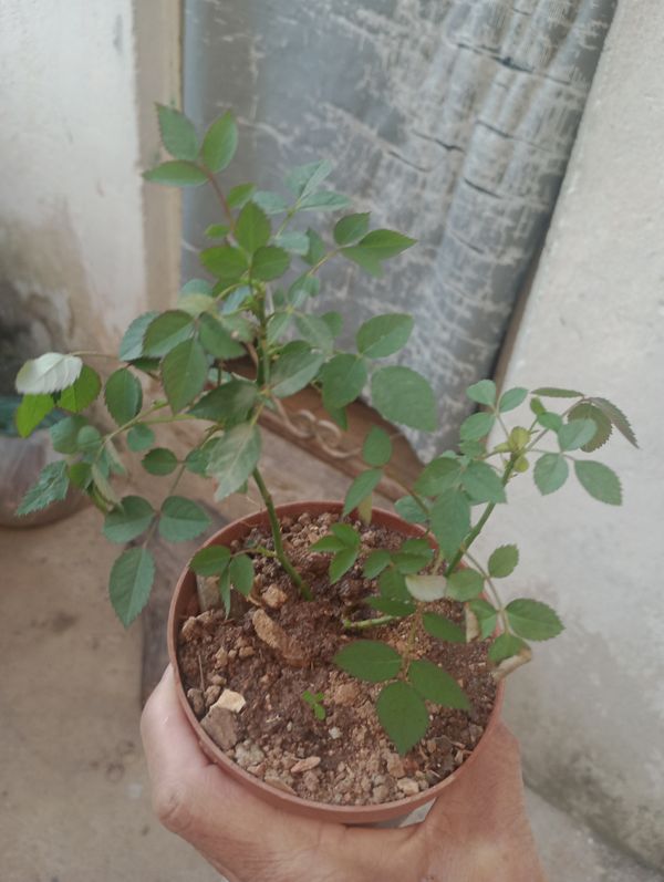 Identificação da planta Rosa Menina por foto