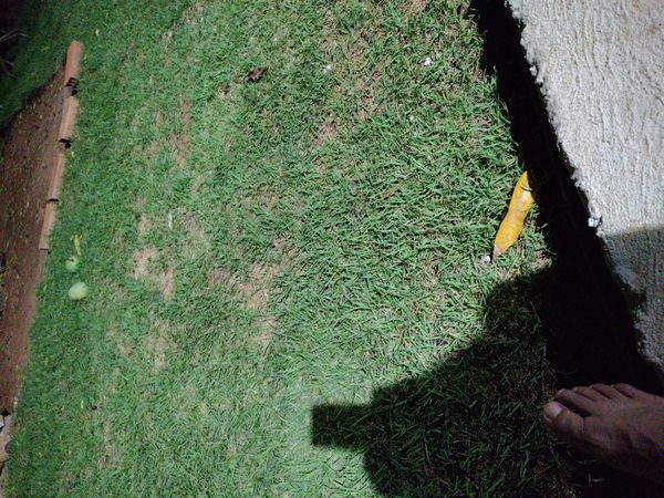 Identificação da planta Grama buchinho por foto