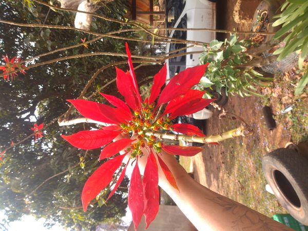 Identificação da planta Bico-de-papagaio por foto