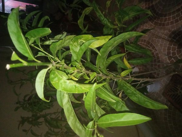 Identificação da planta Dama-da-noite por foto