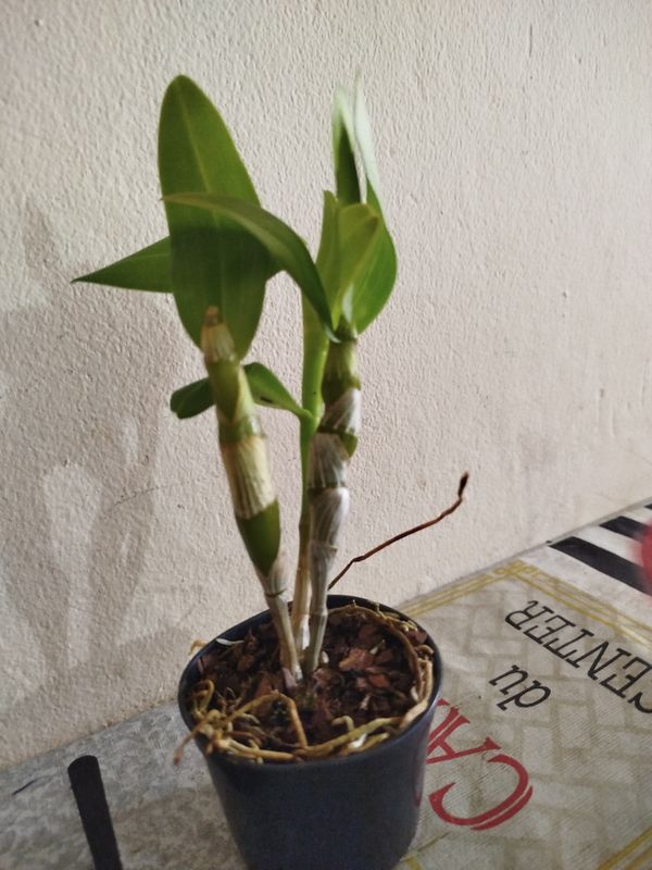 Identificação da planta Orquídea bambu por foto