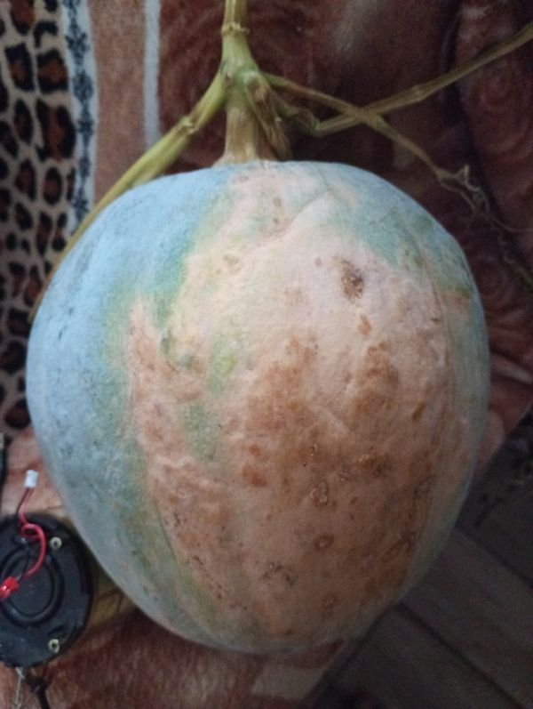 Identificação da planta Melão por foto