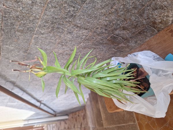Identificação da planta Coroa-imperial por foto