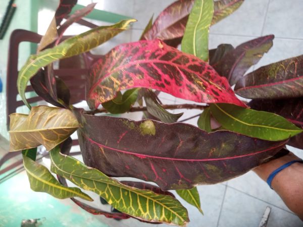 Identificação da planta Cróton por foto