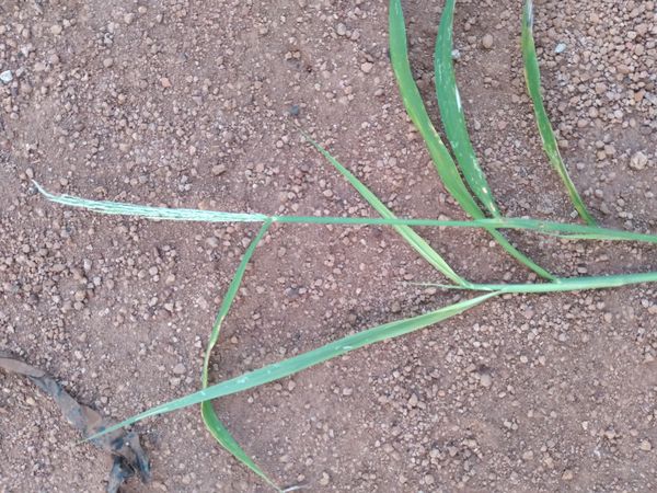 Identificação da planta Capim-amargoso por foto