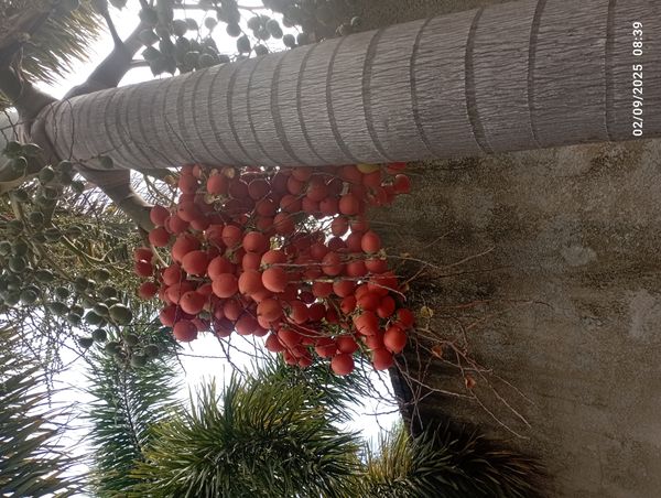 Identificação da planta Palmeira-leque-australiana por foto