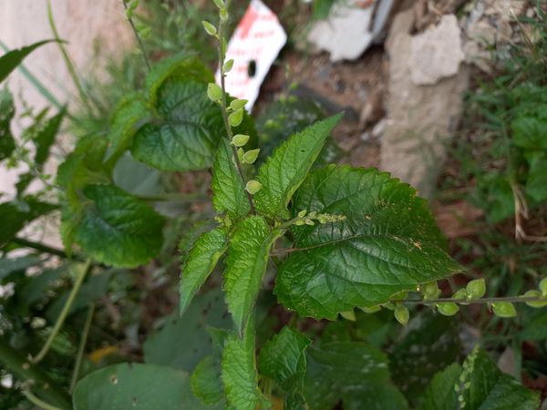 Identificação da planta sem nome popular conhecido por foto