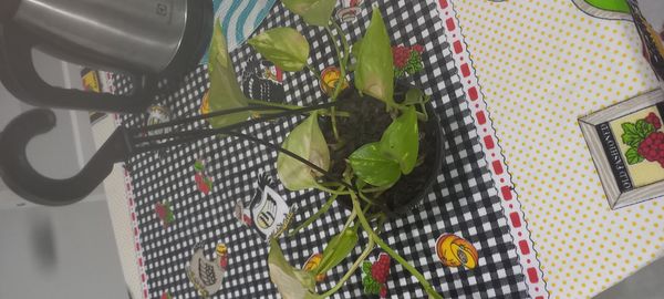 Identificação da planta Jiboia por foto