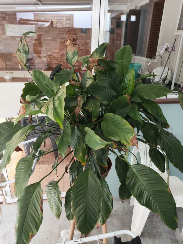 Identificação da planta Lírio da paz por foto