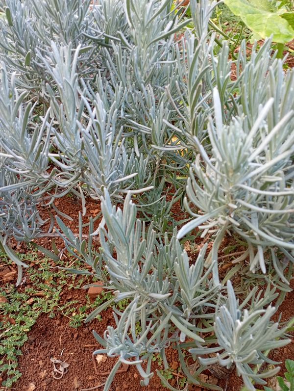 Identificação da planta Lavanda por foto