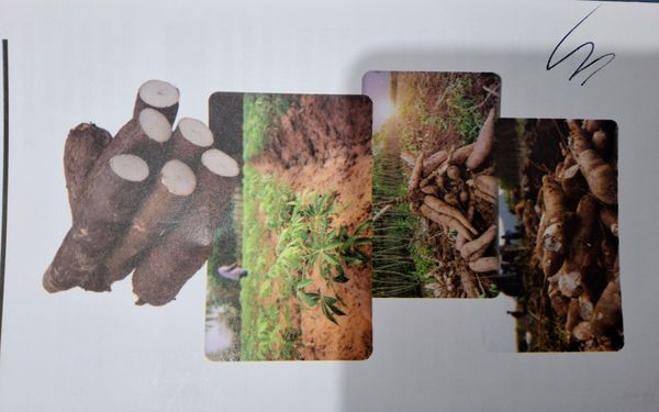 Identificação da planta Mandioca por foto
