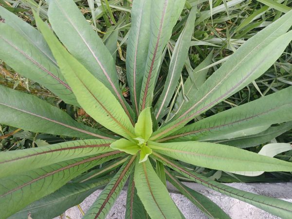 Identificação da planta Almeirão por foto