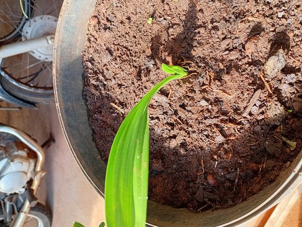 Identificação da planta Alho por foto
