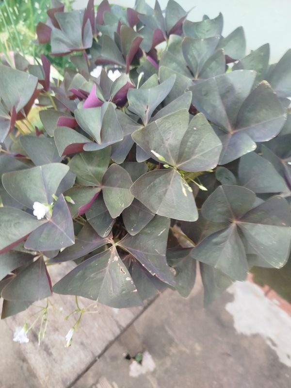 Identificação da planta Trevo negro por foto