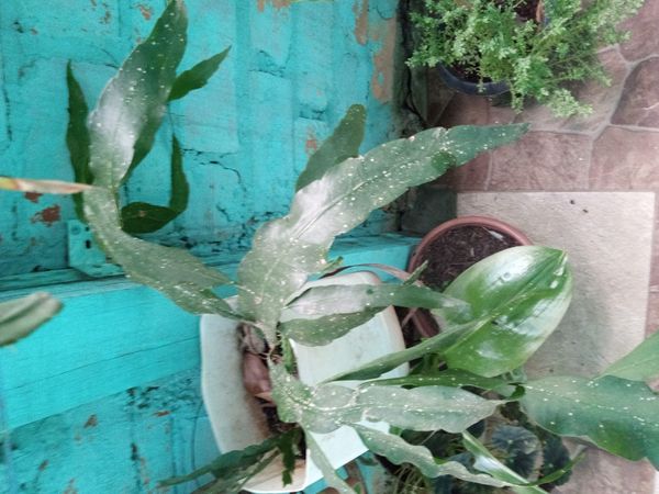 Identificação da planta Dama-da-Noite ou Cacto-Orquídea por foto