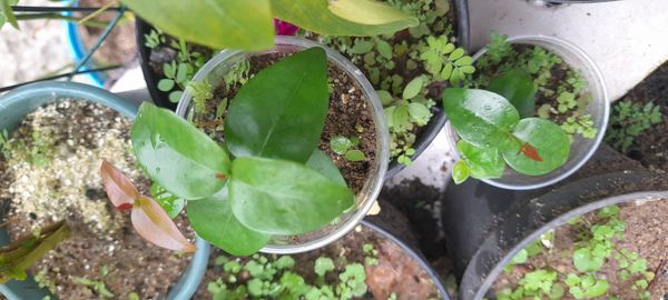 Identificação da planta Pitanga por foto