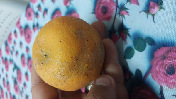 Identificação da planta Calamondin por foto