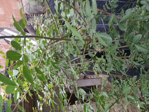 Identificação da planta Aroeira por foto