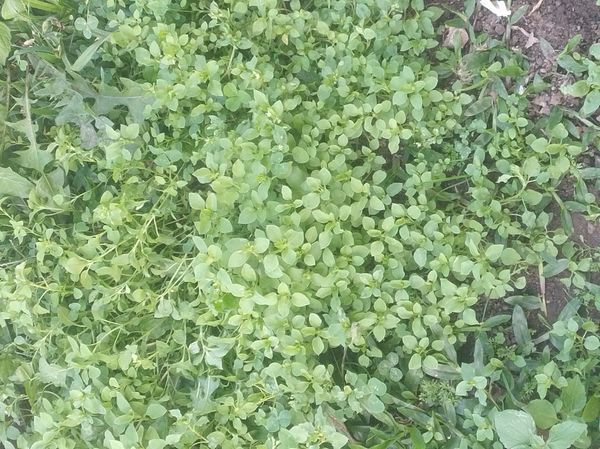 Identificação da planta Alsine por foto