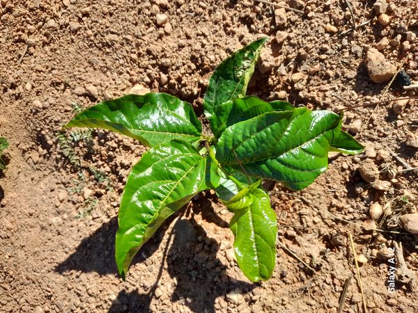 Identificação da planta Maracujá por foto