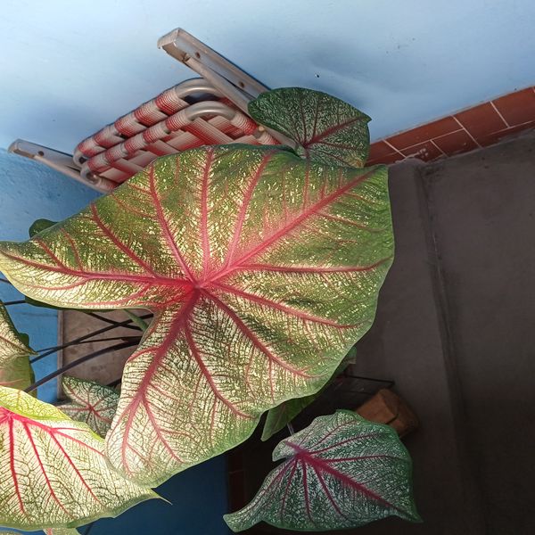 Identificação da planta Tinhorão por foto